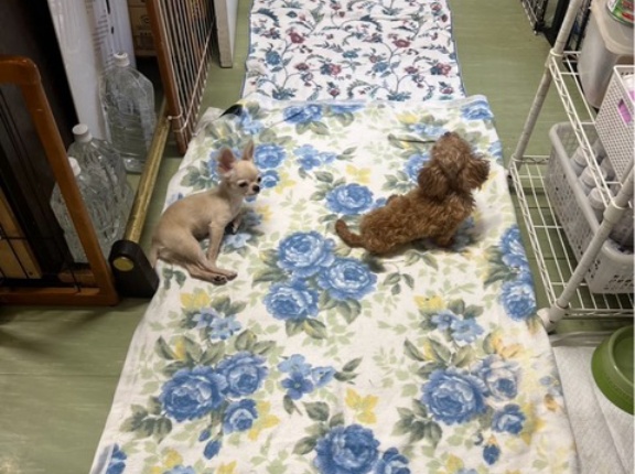 今日も楽しいシェルター通信です。