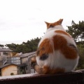 猫に小判を与えたら。 埋蔵金：千八百七拾八両　またかぁ・・・。　でぇ、お前ぇはぁ？