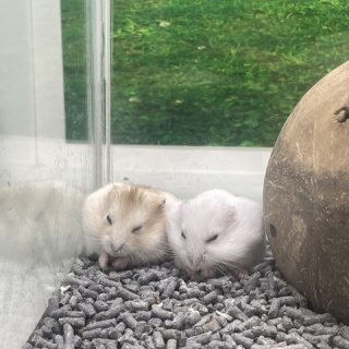 小動物専門店NATURE'S