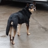 『中国滞在日記-13-LIVE』の画像