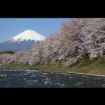 浜松市　東区　ペットショップ　ワンラブ浜松本店ブログ