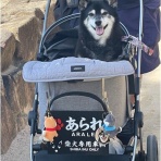 柴犬アトム🌈・黒柴アラレの日々是好日