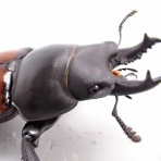 クワガタ備忘録