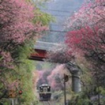 犬が三毛の一族