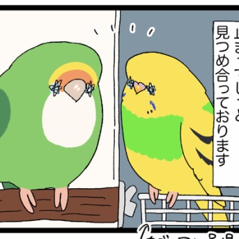【省エネの日記】ゴルカチョちゃん そばに居るだけで、良いのかも