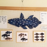 『魚の模型展示中　道の駅やまだ』の画像