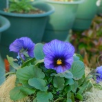 ブルーガーデンと花育て