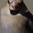 シメを超至近距離撮影したら超解像しました(2)