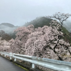 飛騨かなやまの桜　開花状況 2026