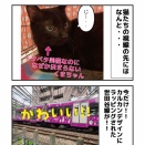 カルカン電車と保護猫譲渡会