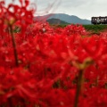 信楽高原鐵道と彼岸花④