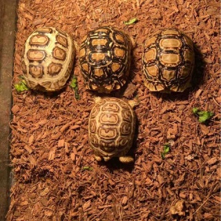 大型熱帯魚屋  ZEEBRA