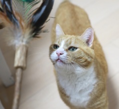 クジャクとまたたびと猫。