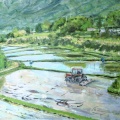 第４０回記念日洋展（田に水が入る頃）