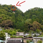 豆柴麦うた日記