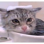 猫を水や風呂に落としたら虐待とか言う奴は異常だよな