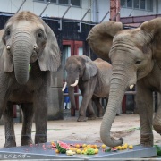 媛ちゃんの19歳のお誕生会♪ (2)