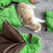 手作り猫ベッドがなかなか完成しない理由