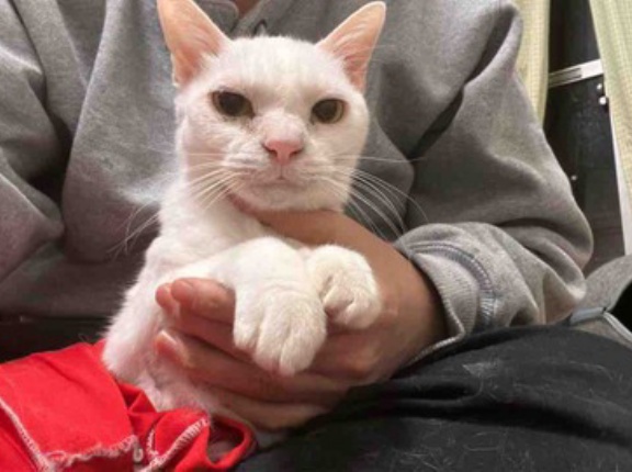 猫たちの歯のケア　20251210