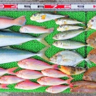 外道で不人気のアマギ クロサギ は意外と美味しい 竹村貸舟店 高知県 浦ノ内湾 宇佐 須崎市横浪半島沖の船釣り 釣果情報 ブログ