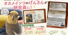 【愛知大学ことりプロジェクト参加記】来月16歳になるオカメインコのげんさんが研究員に！