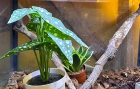 【画像】「このどこかにヤモリがいます。見つけられますか？」→「想像の5倍デカくてビビった」「言われても分からない」
