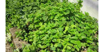 伯母への長年の恨みを晴らすため、伯母自慢の庭にミントの種をまき散らしてきた。どんな風になるか楽しみだ