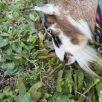 ヤギ飼ってみた