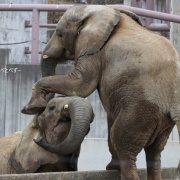 砥愛ちゃん！お姉ちゃんの頭は跨ぐもんじゃありません！