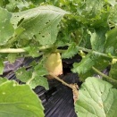 11月2日はたけの学校第8回活動「トマトチーム」より