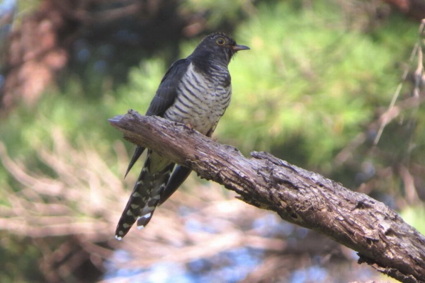 花鳥いろいろ 四季の野鳥 - 千葉県の鳥(春から秋)