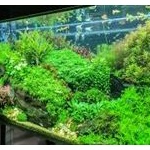 旦那のアクアリウムやめさせたい 	