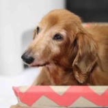 『シニア犬猫の里親さんになりませんか？』の画像