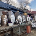 佐賀にもあったんだ！「トトロの森」（佐賀県太良町）