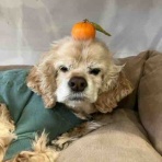 コルチカム's　ＬＩＦＥ日記