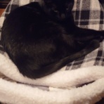 我が家の猫にゃんず