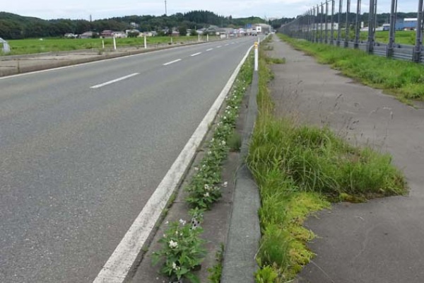 花好きじじいの山野草談義
