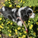 黄昏時の落としもの