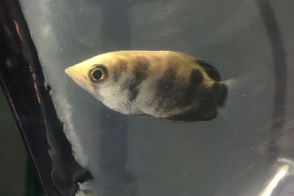 フィッシュジャパンの総合blog 錦鯉