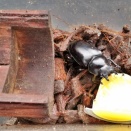 【ギラファ】【ベトヒラ】給餌