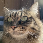 【猫写真】日向ぼっこマロちゃん