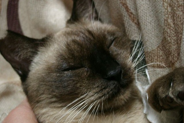 馴れていない成猫の幸せへの道 化け猫