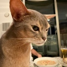 チキンクリームシチューとごちそうサラダとかの夜ごはん&楽天マラソン最終日