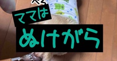 ケーキ山分け。