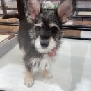 355879 チワシュナ