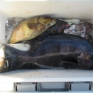 今日の釣果写真