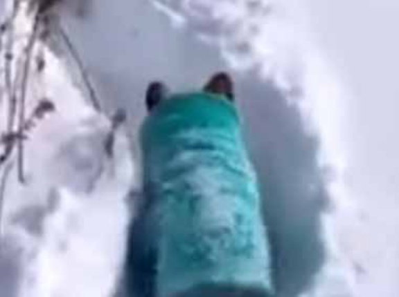 イヌたちが雪の日に散歩する。一列になって行進だ！ → かわいいコーギー列車はこちらです…