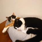 英国つれづれ日記