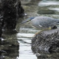 2026年5月6日の野鳥公園