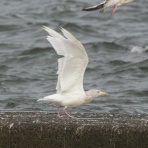 ふなきちのフィールドノート